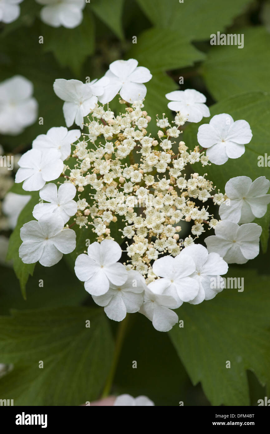 Viburno rose, viburnum opulus Foto Stock