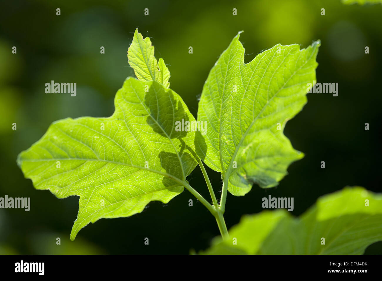 Viburno rose, viburnum opulus Foto Stock
