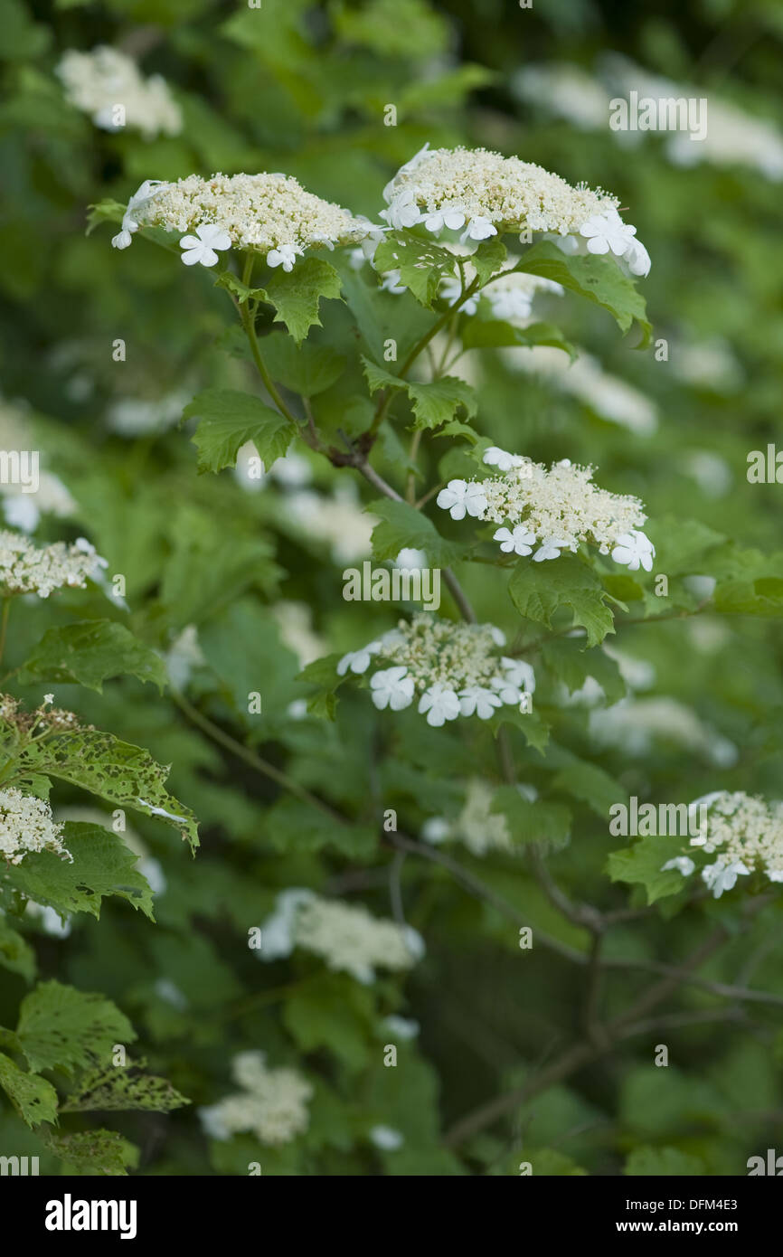 Viburno rose, viburnum opulus Foto Stock