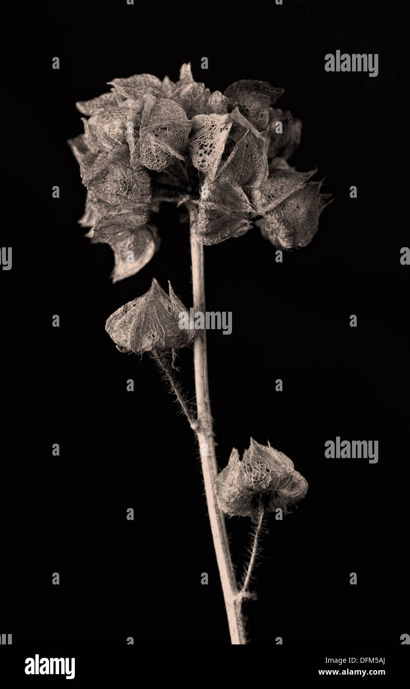 Malva moschata capsule di semi, immagine oscurata, sfondo scuro e il formato verticale Foto Stock