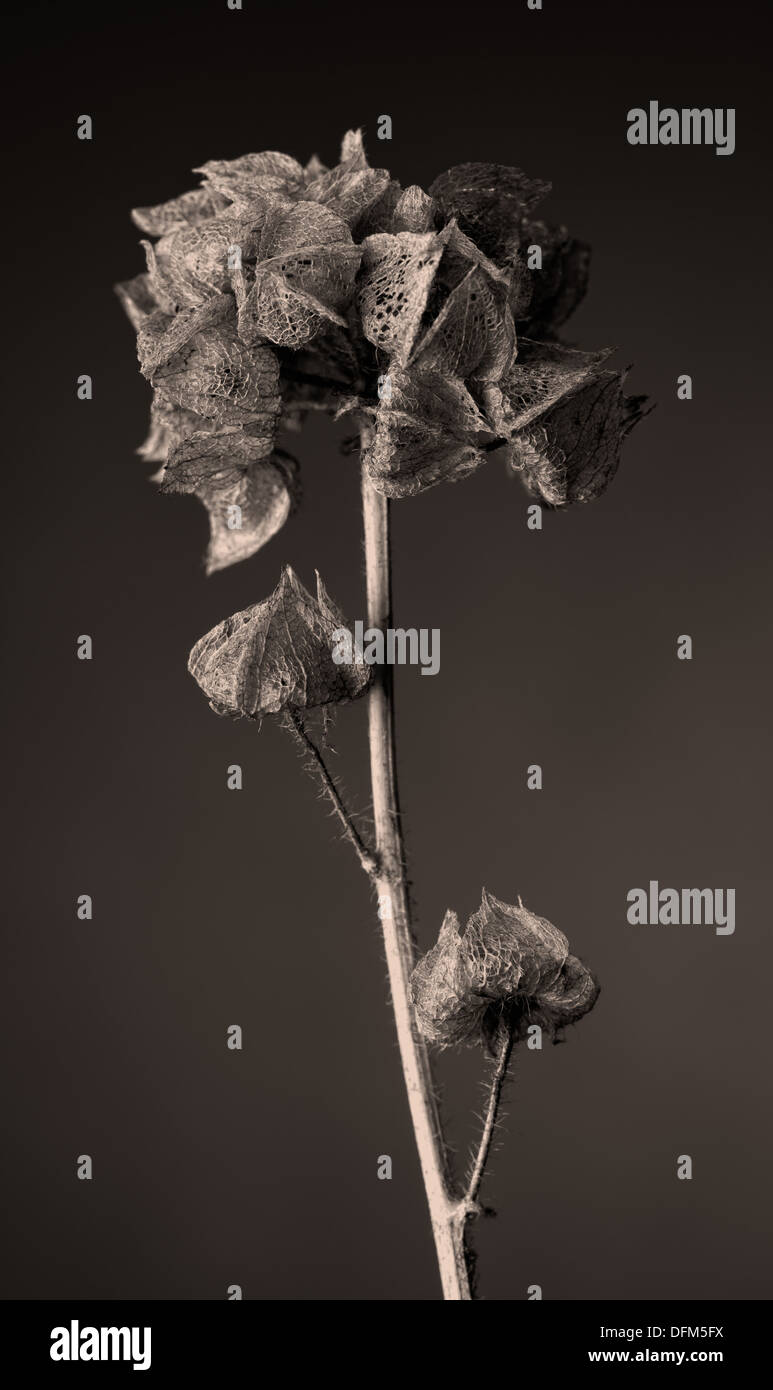 Malva moschata capsule di semi, immagine oscurata, formato verticale Foto Stock
