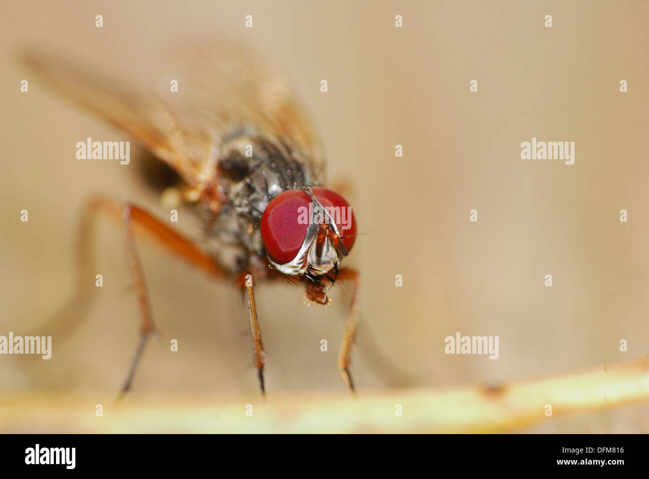 Un volo di ripresa macro della sua testa e gli occhi. Foto Stock