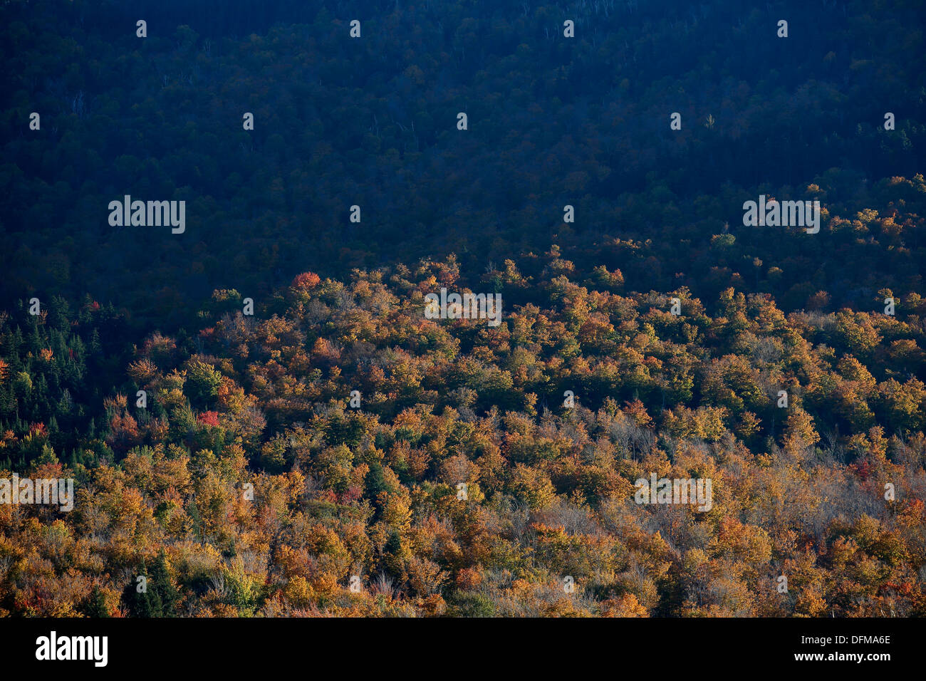 Caduta delle foglie nel White Mountain National Forest, New Hampshire, STATI UNITI D'AMERICA Foto Stock