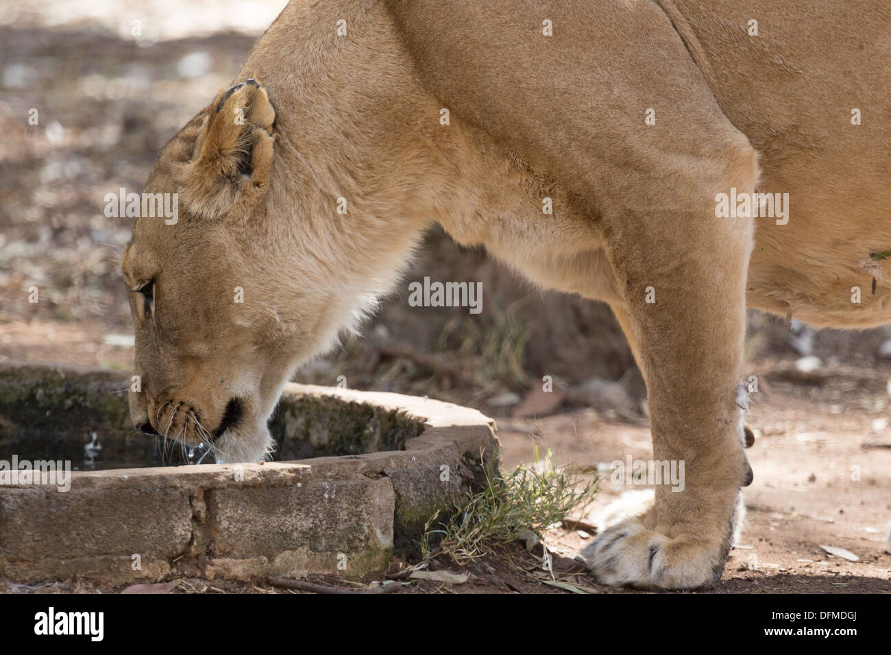 Una femmina adulta lion acqua potabile al di fuori di un piccolo pozzo di acqua Foto Stock