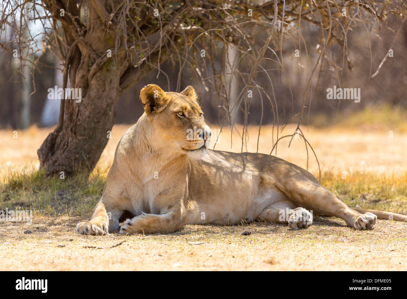 Una leonessa in appoggio sotto l'ombra di un piccolo albero a un parco nazionale in Sud Africa Foto Stock