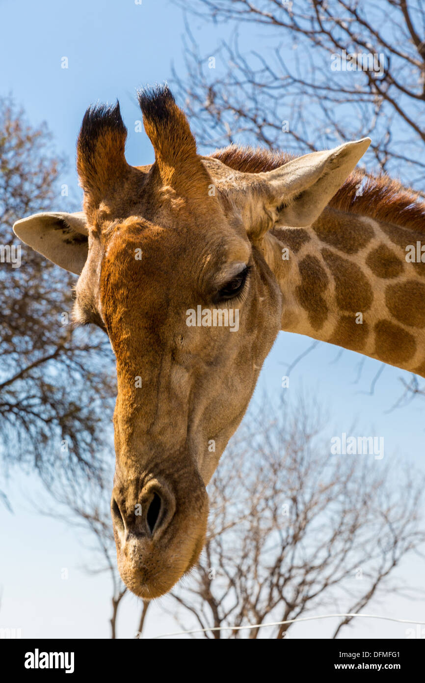Un primo piano colpo di testa di giovani giraffe Foto Stock