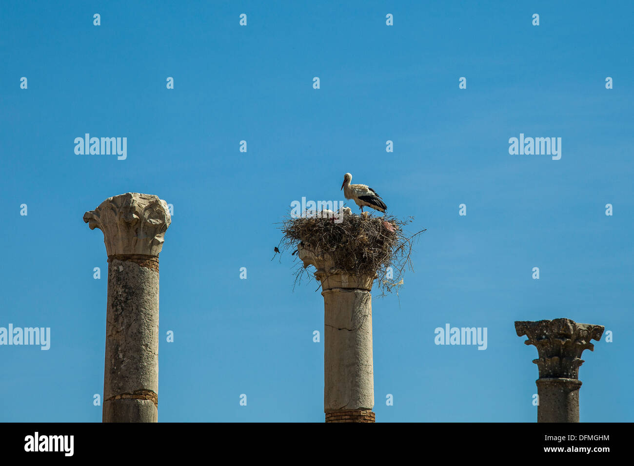 Nido di cicogna su una colonna romana di Volubilis Marocco Foto Stock