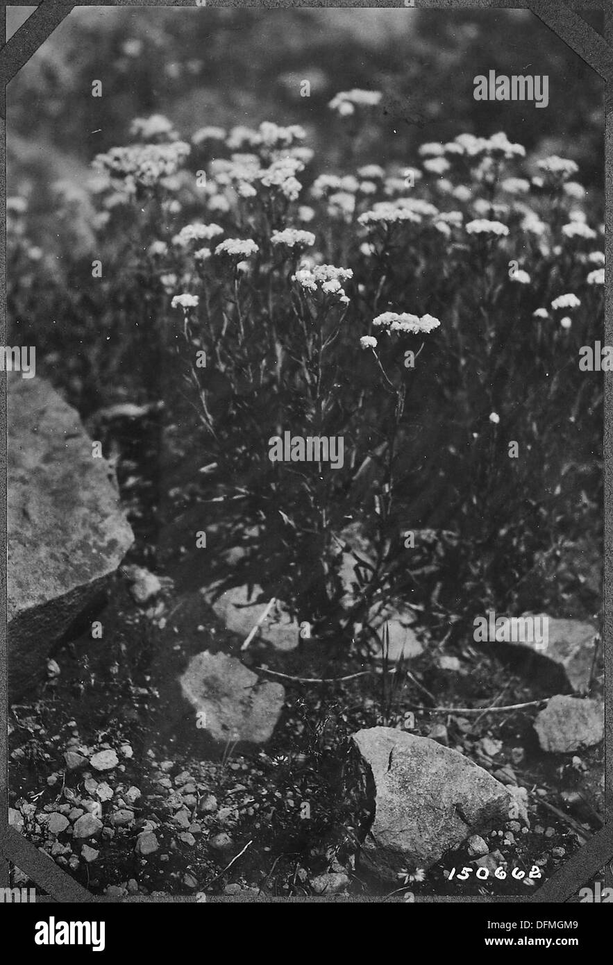 Il Pealy Sunlsting Anaphalis è una specie di pianta in fiore nota per la sua resilienza e i vibranti fiori gialli, spesso presenti in aree rocciose secche. Foto Stock