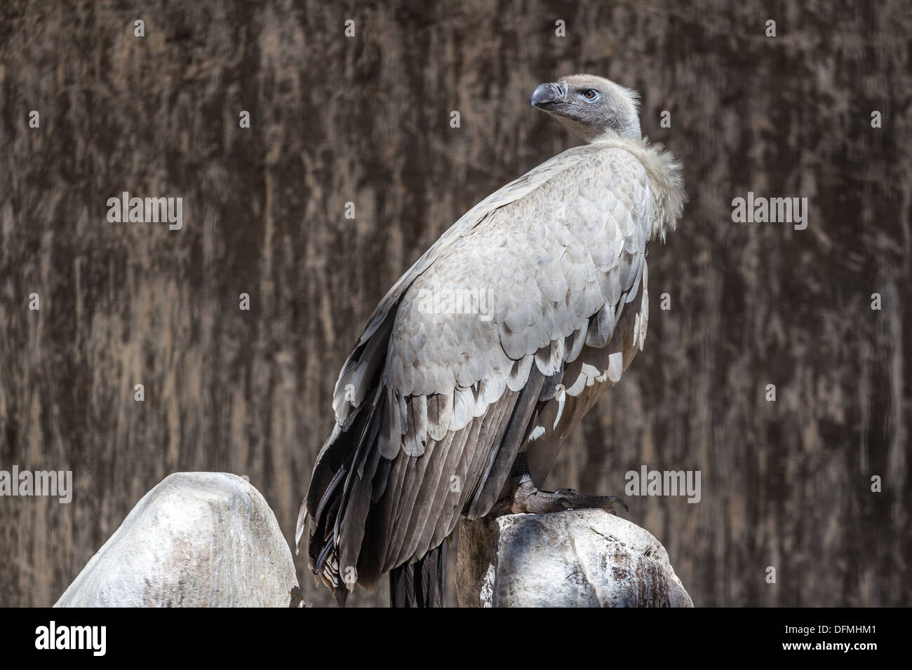 Una luce colorata Africa meridionale endemica vulture Foto Stock