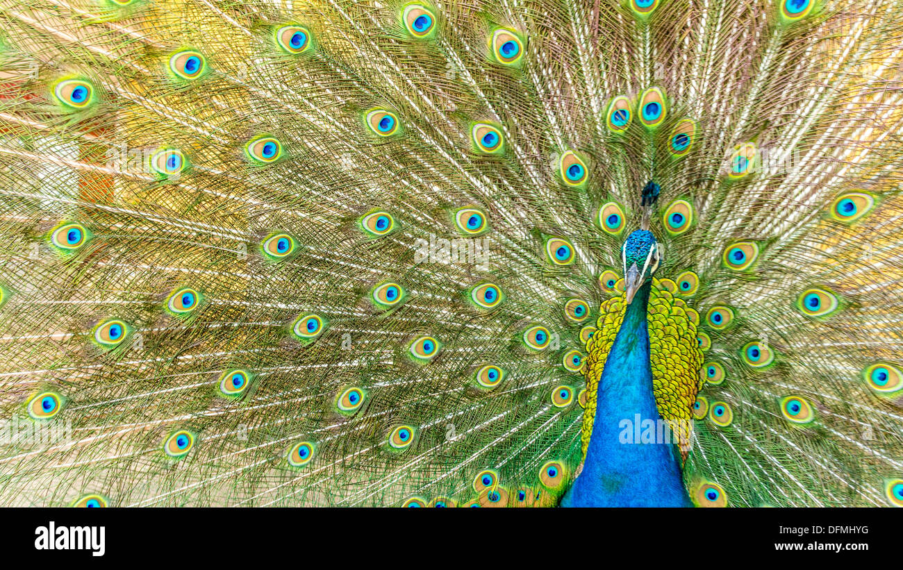 Un bellissimo pavone maschio di mostrare a tutti le sue piume colorate Foto Stock