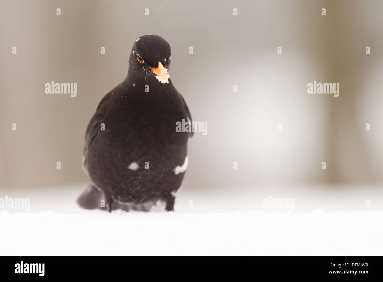 Merlo nella neve (Turdus merula). Foto Stock