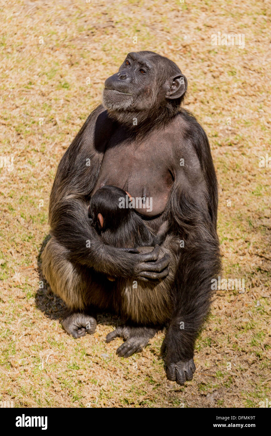 Una femmina di scimpanzé adulto seduto e coccole il suo bambino Foto Stock