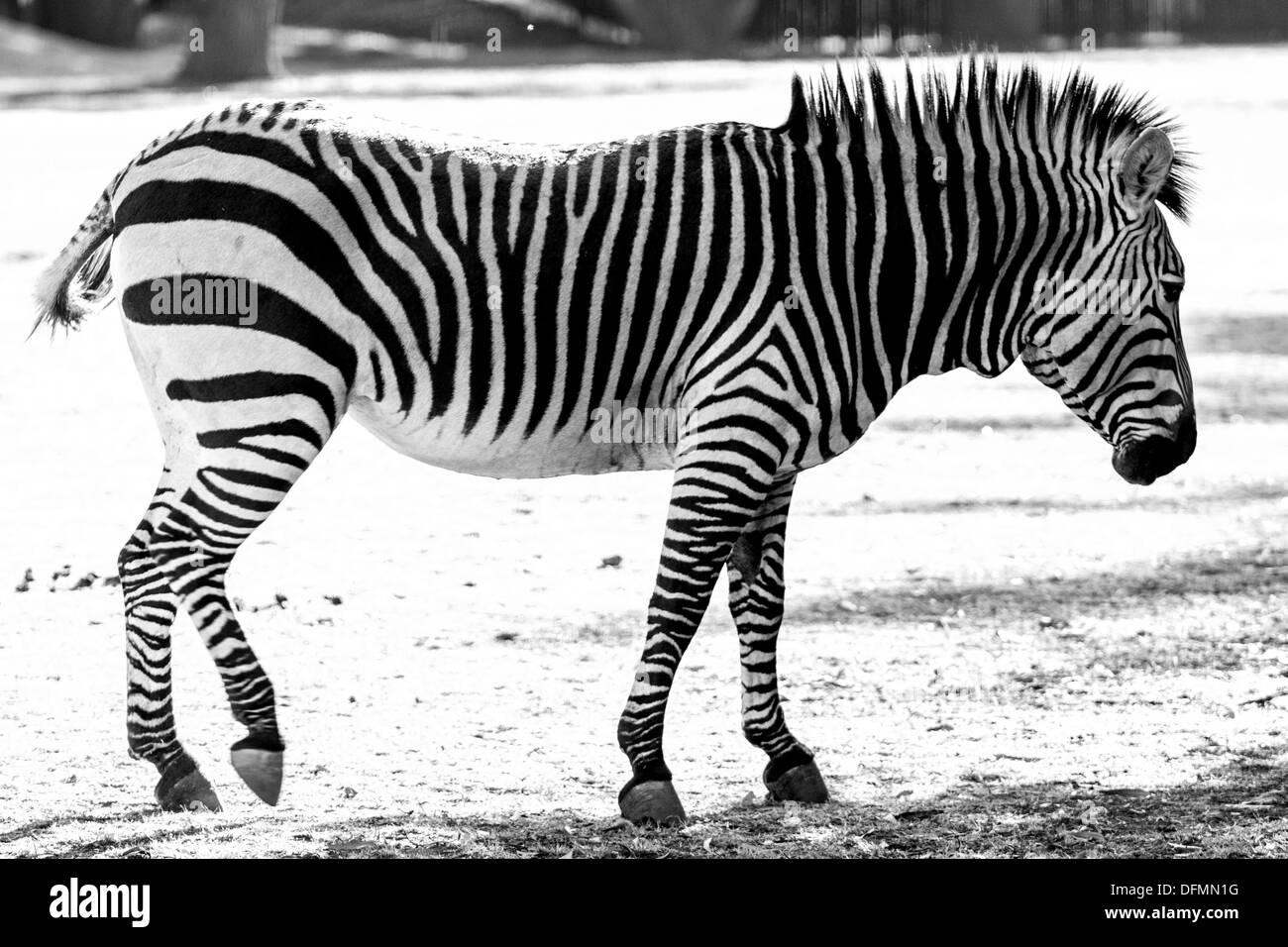 Una immagine in bianco e nero di un bellissimo adulto zebra su un luminoso giorno di sole Foto Stock