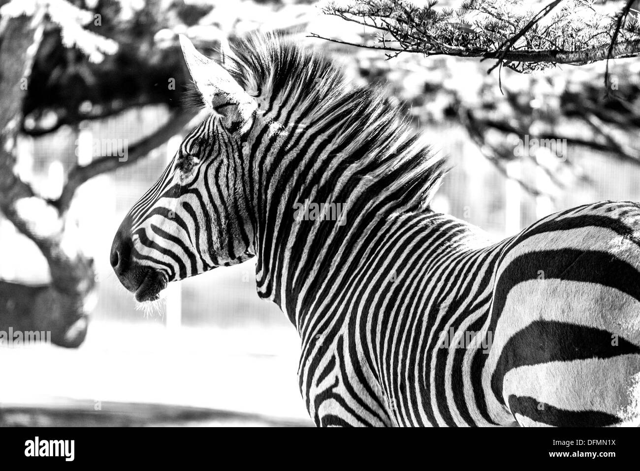 Una immagine in bianco e nero di un bellissimo adulto zebra su un luminoso giorno di sole Foto Stock
