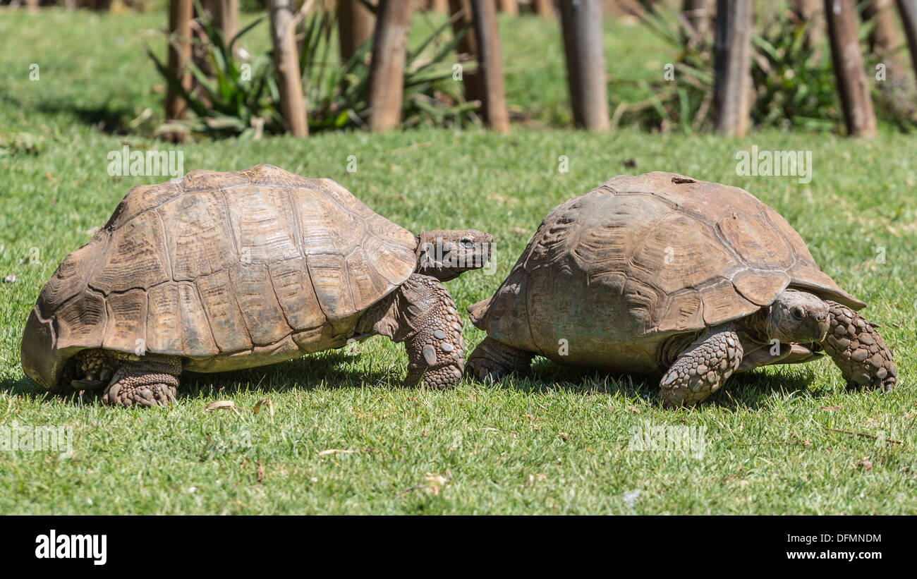 Un maschio di tartaruga Sulcata lentamente in seguito alla sua controparte femminile Foto Stock