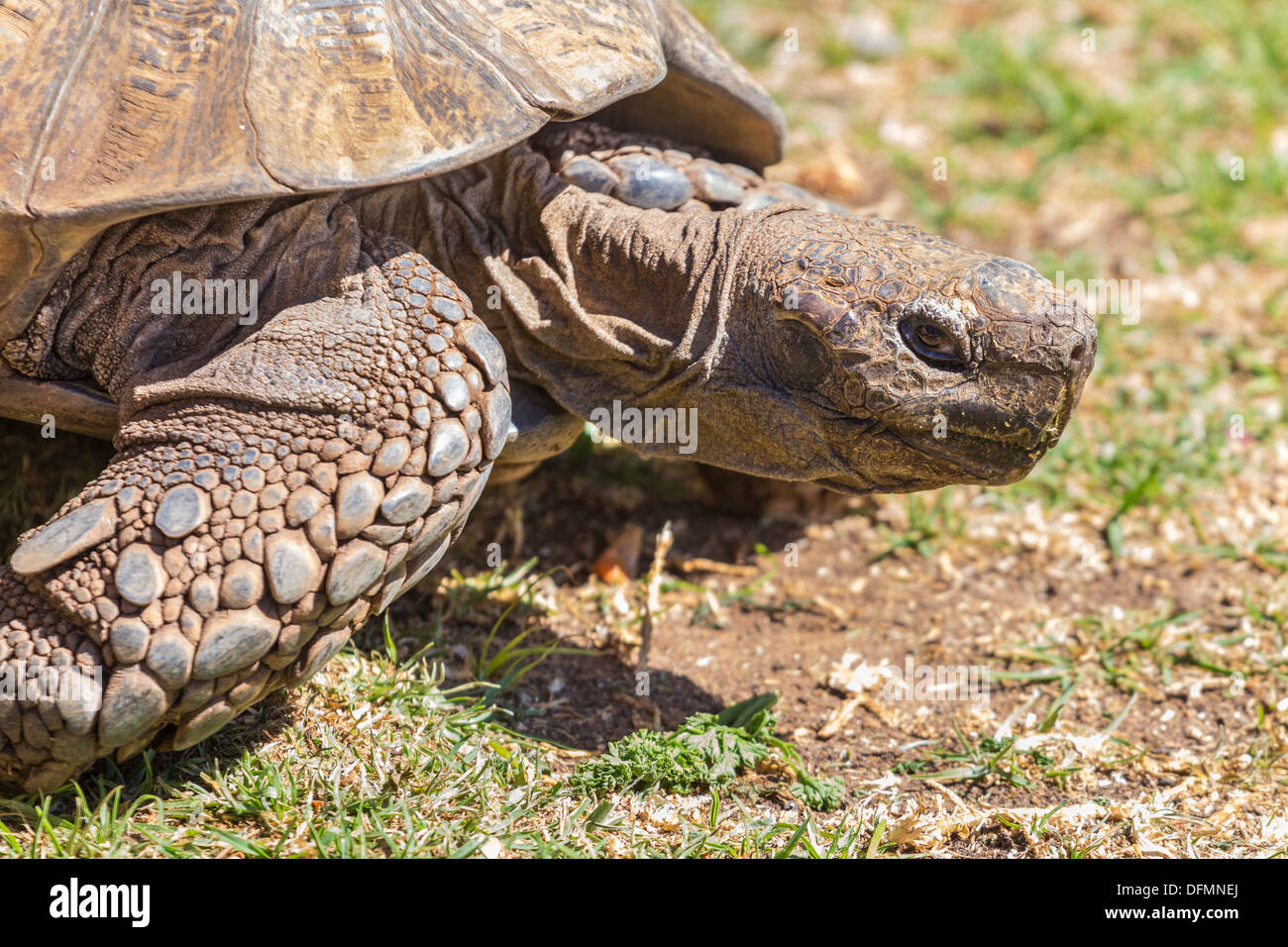 Una inquadratura ravvicinata di una tartaruga Sulcata bloccata la sua testa fuori Foto Stock