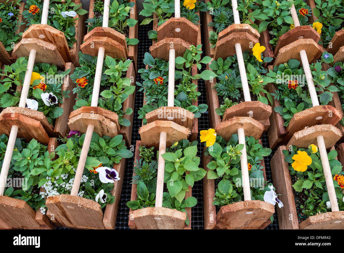 Contenitori decorativi di piante annue coltivate per la vendita in vivaio commerciale, Oregon Foto Stock