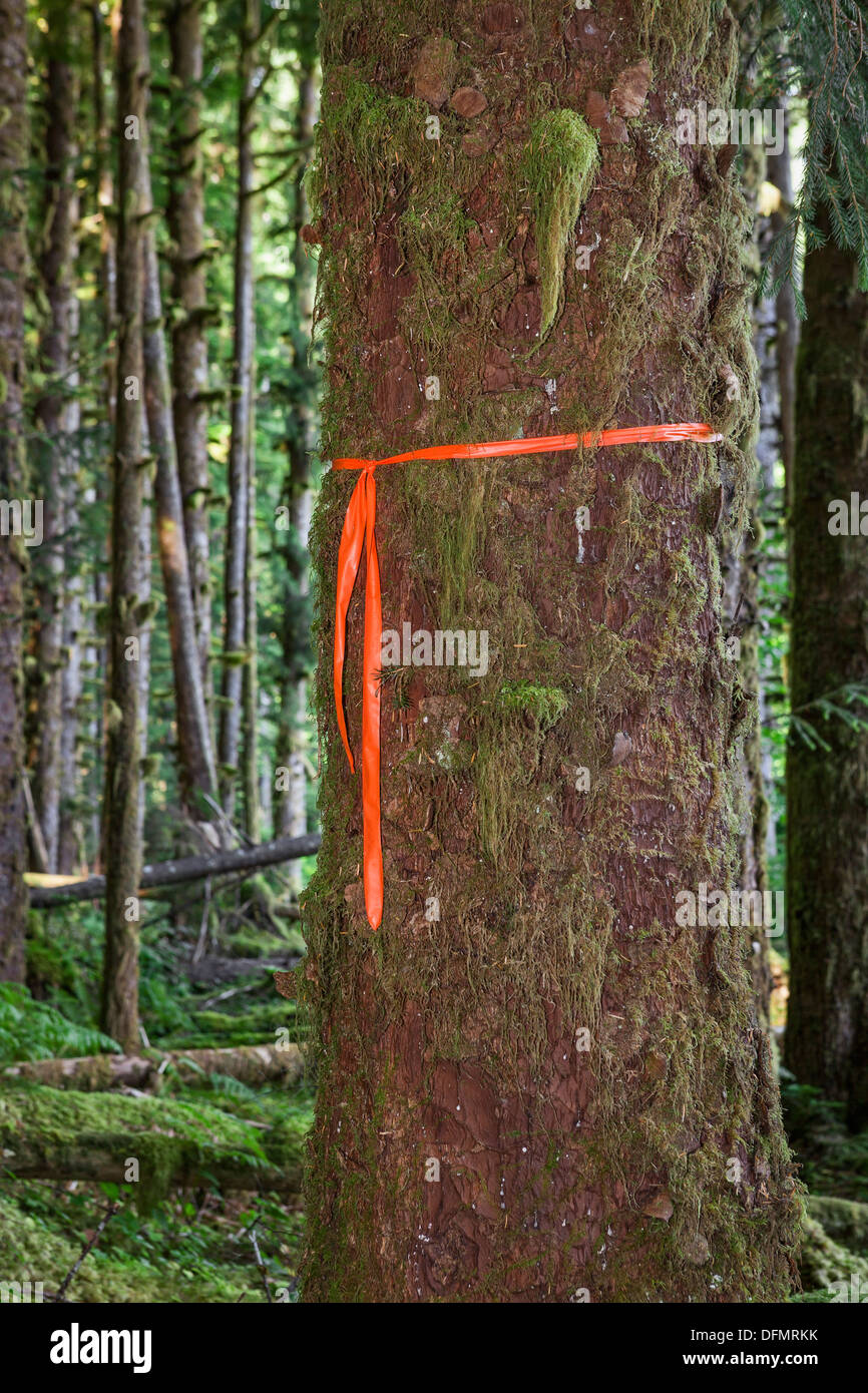 Pino in foresta con nastro legato intorno ad esso, il Parco Nazionale di Olympic, Penisola Olimpica, Washington Foto Stock