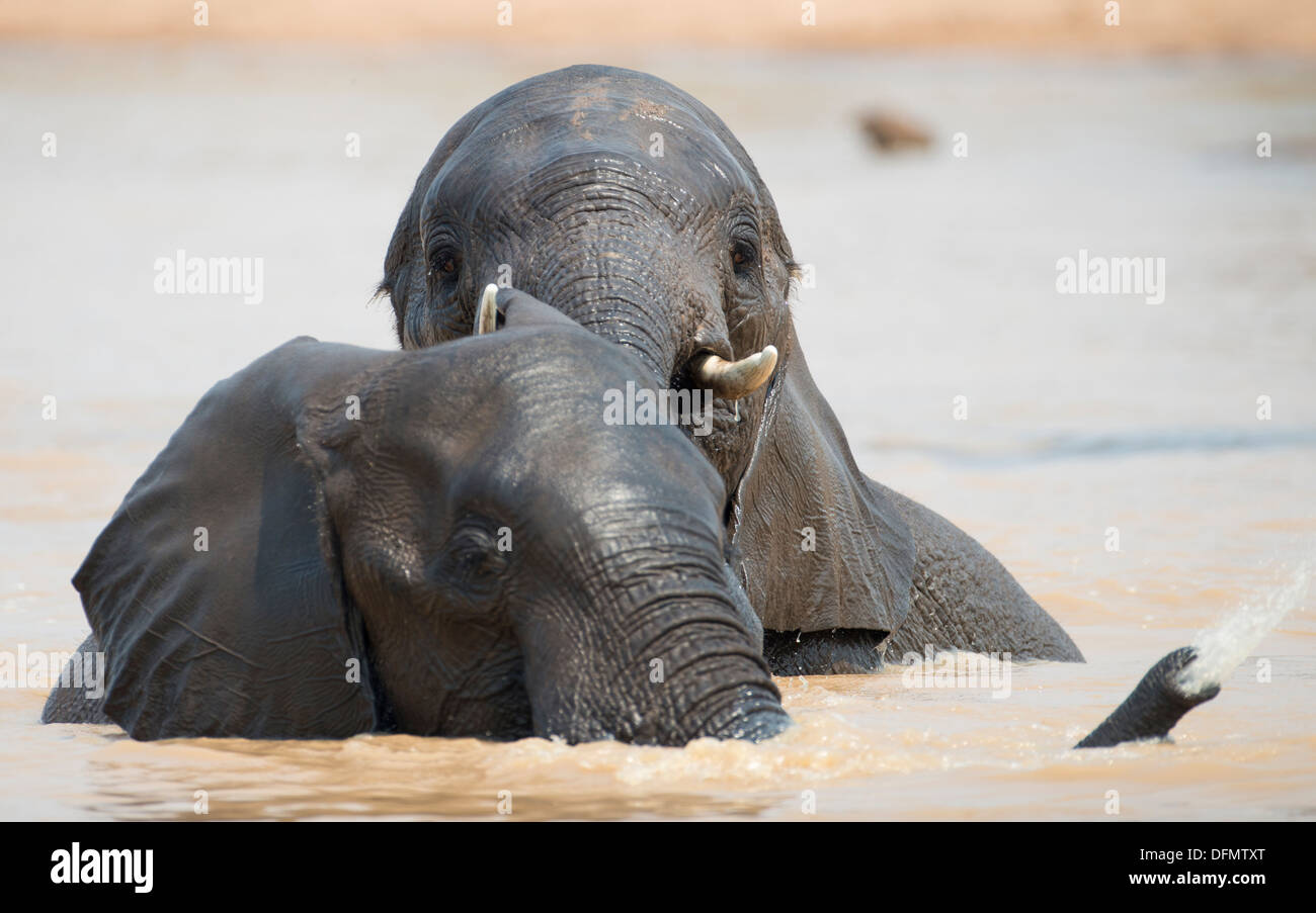 Due giovani elefanti giocando in un foro per l'acqua Foto Stock