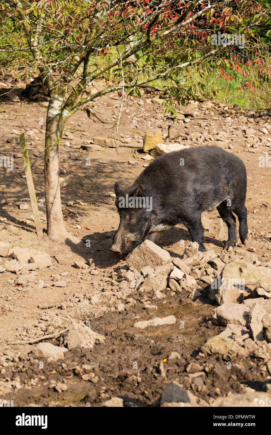 Il cinghiale a Bolton Castle, Yorkshire Foto Stock