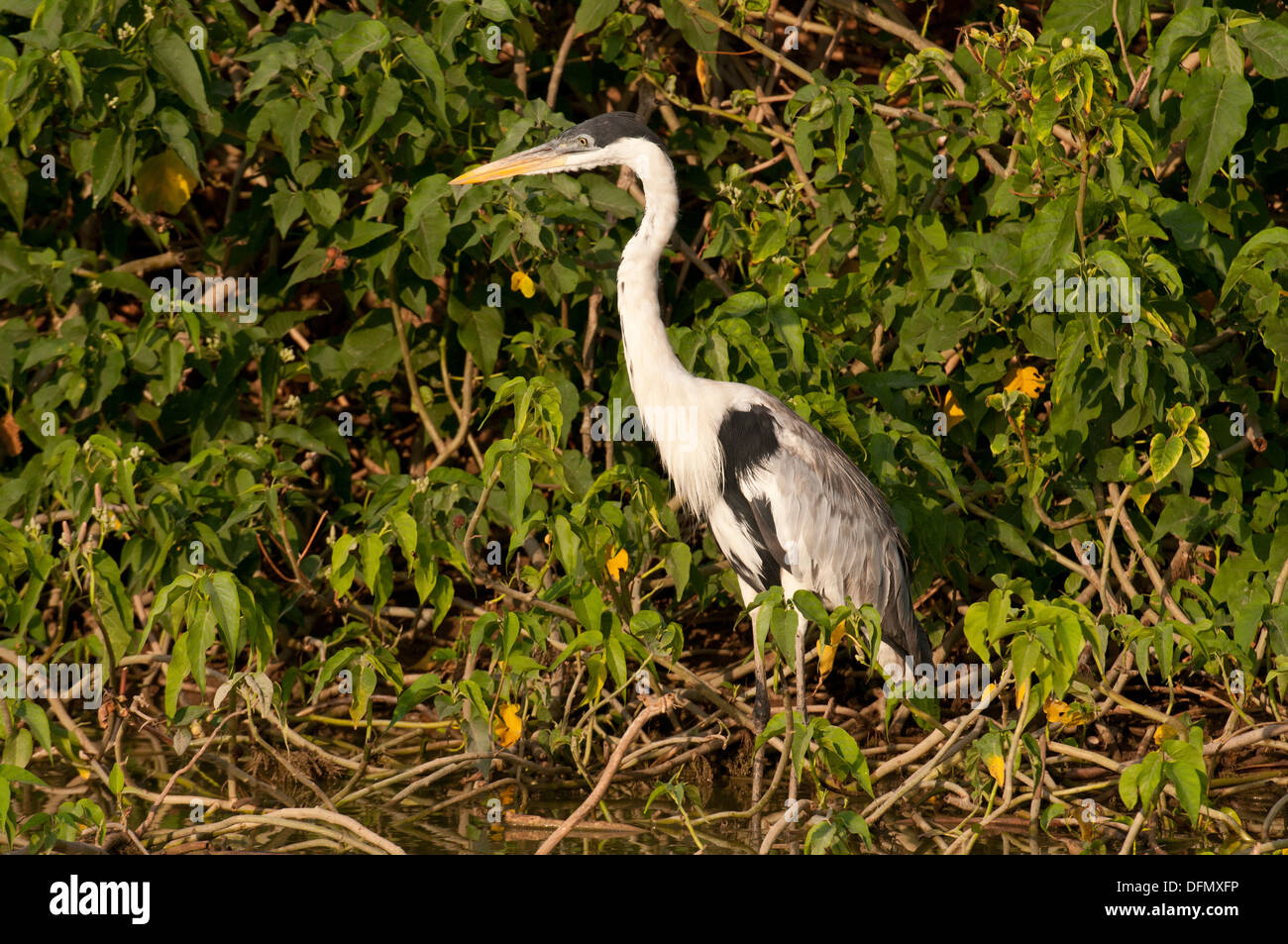 Foto di stock di un bianco a collo heron, Pantanal Foto Stock