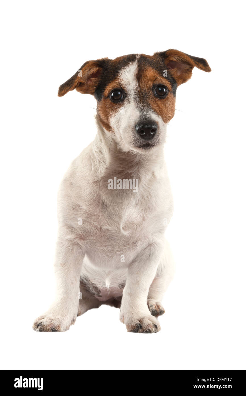 Un giovane Jack Russell Terrier su sfondo bianco Foto Stock