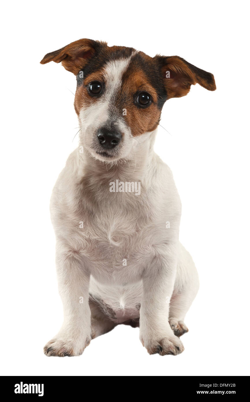 Un giovane Jack Russell Terrier su sfondo bianco Foto Stock