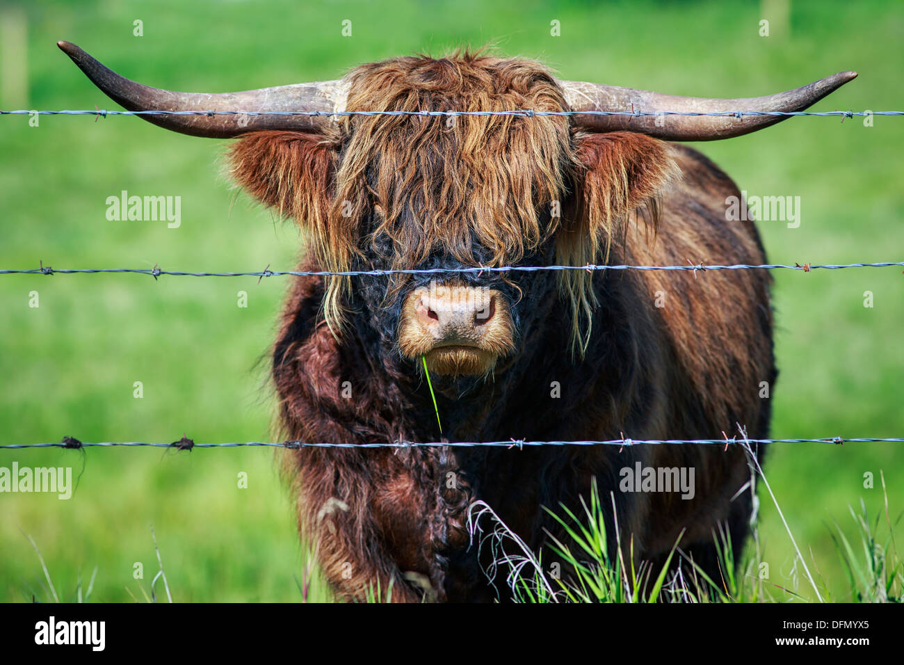 Ritratto di Highland scozzesi bovini dietro il filo spinato, Kananaskis Country, Alberta, Canada Foto Stock