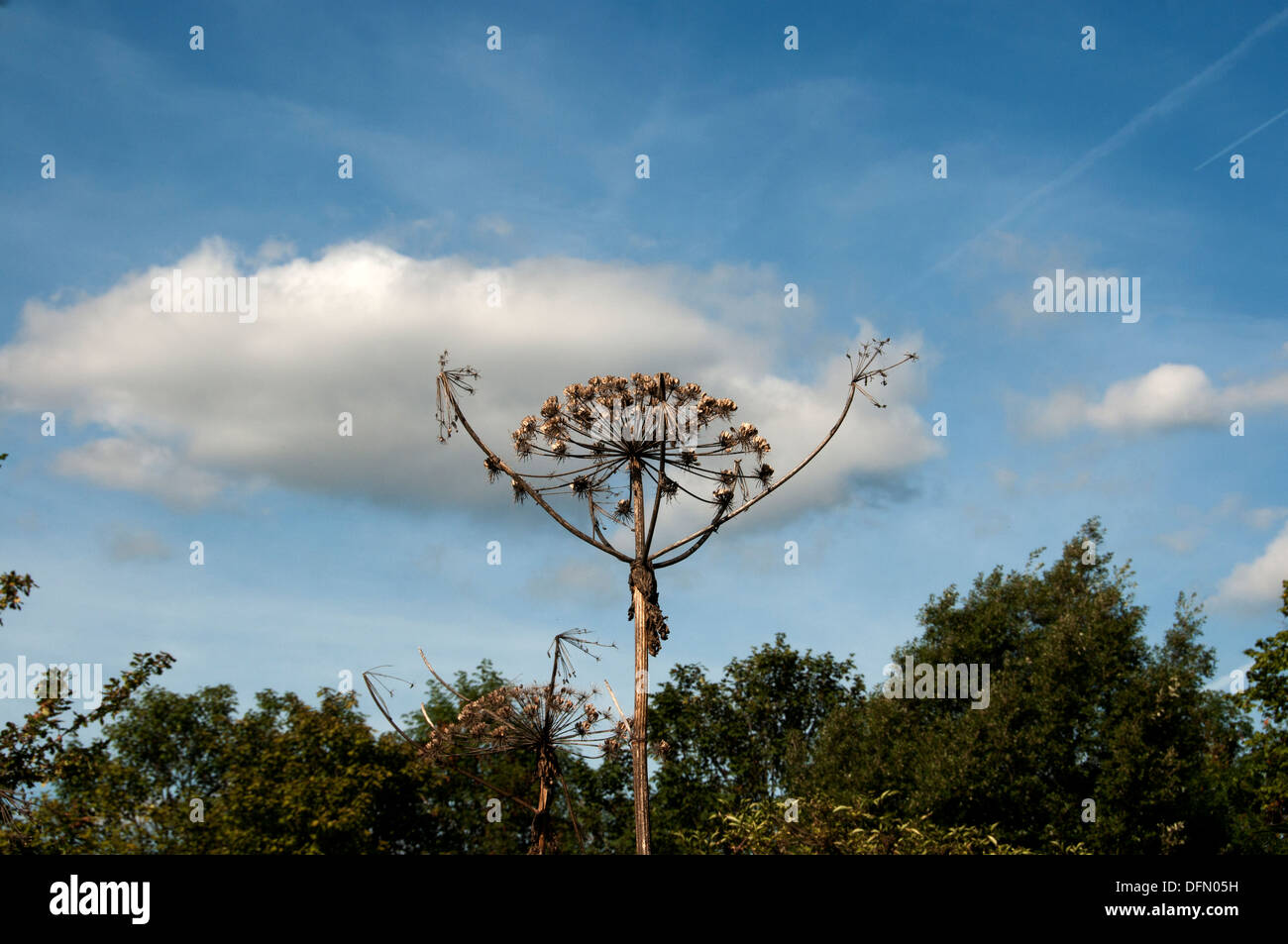Hackney, Londra 2013. Hackney Marshes . Giant hogweed. Foto Stock