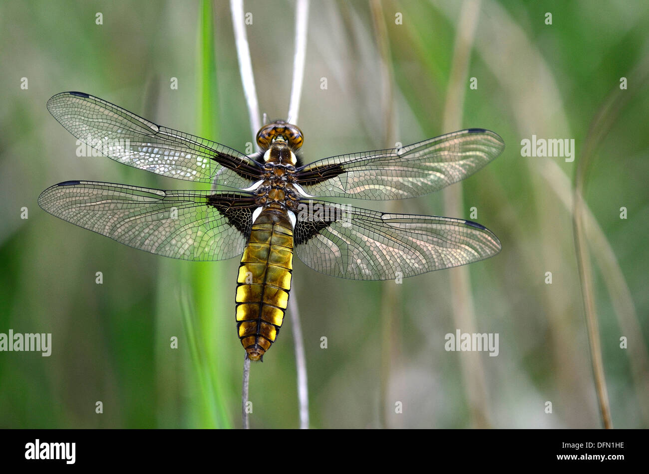 Un ampio e corposo chaser dragonfly a riposo REGNO UNITO Foto Stock