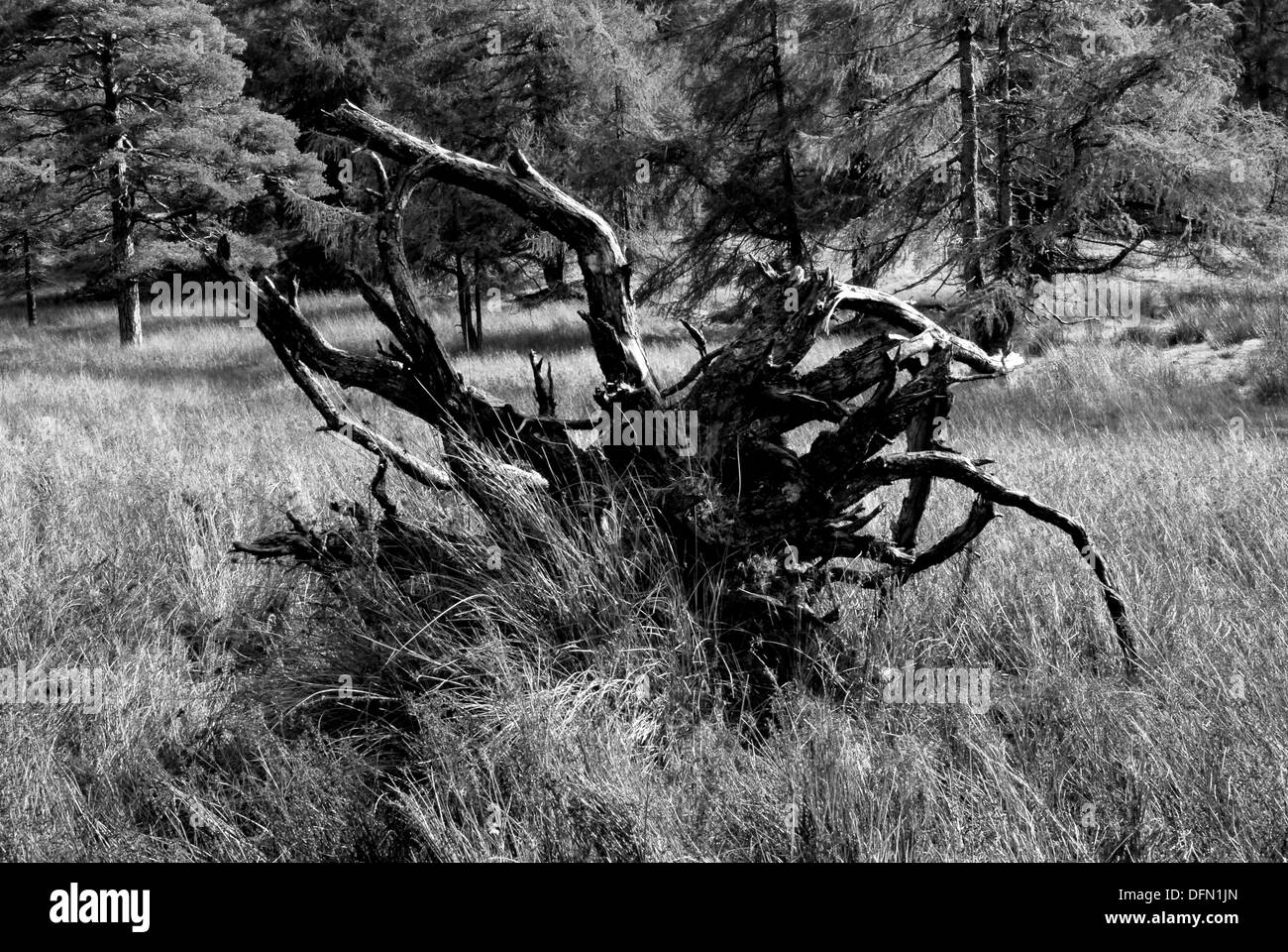 Lake District Paesaggi Foto Stock