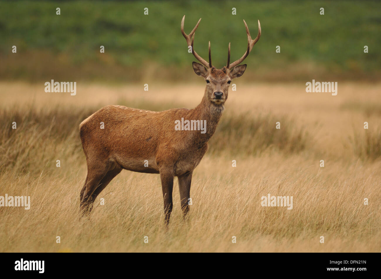Un singolo Red Deer stag UK Foto Stock