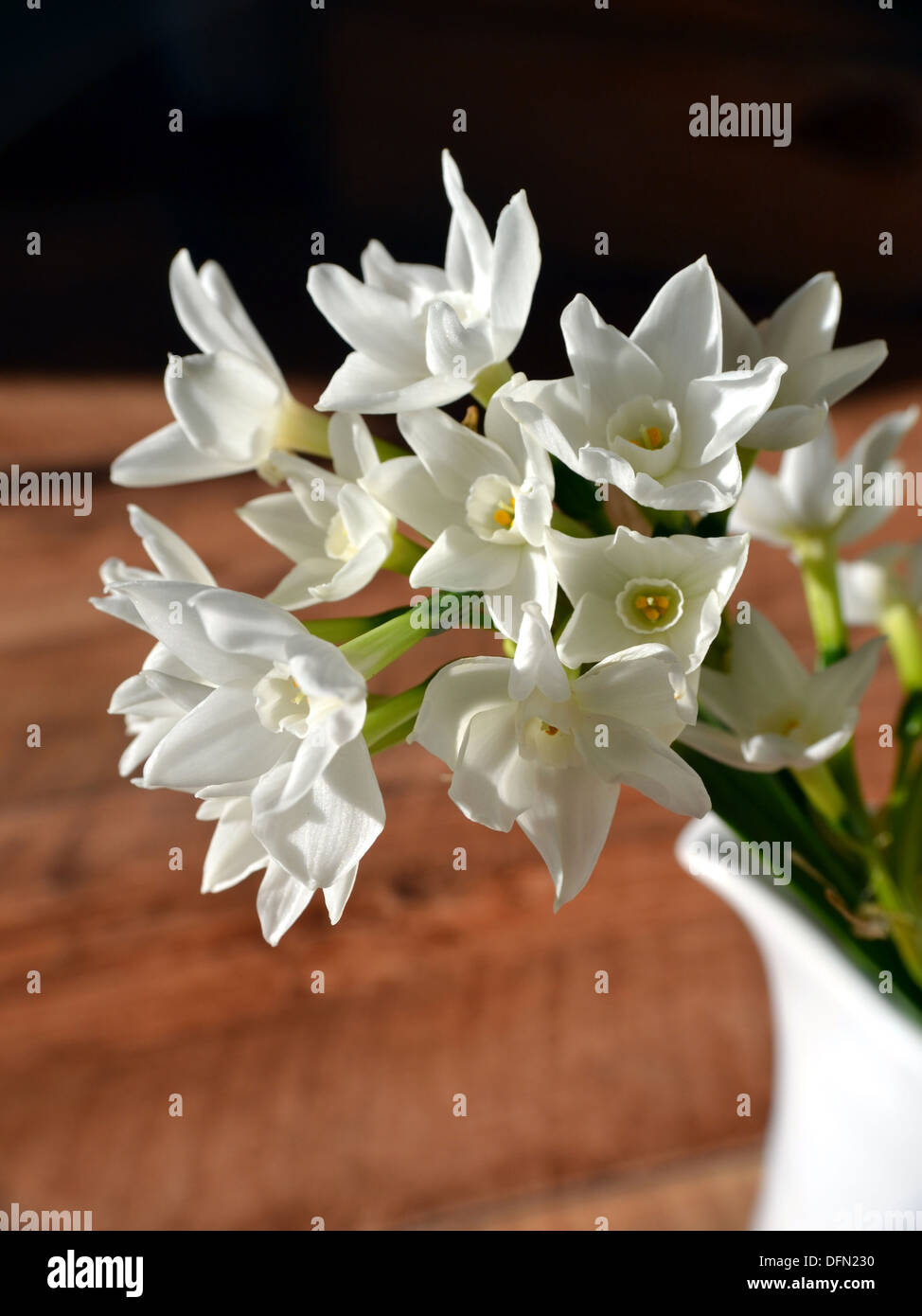 Close up di narcisi paperwhite in una caraffa del bianco Foto Stock