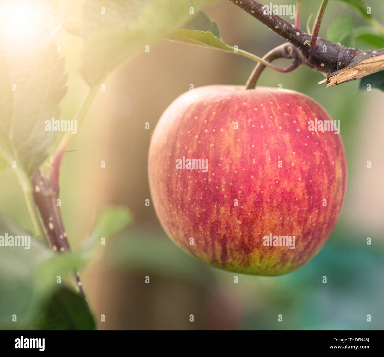 Red Ripe Organic Apple su albero in Apple Orchard Foto Stock