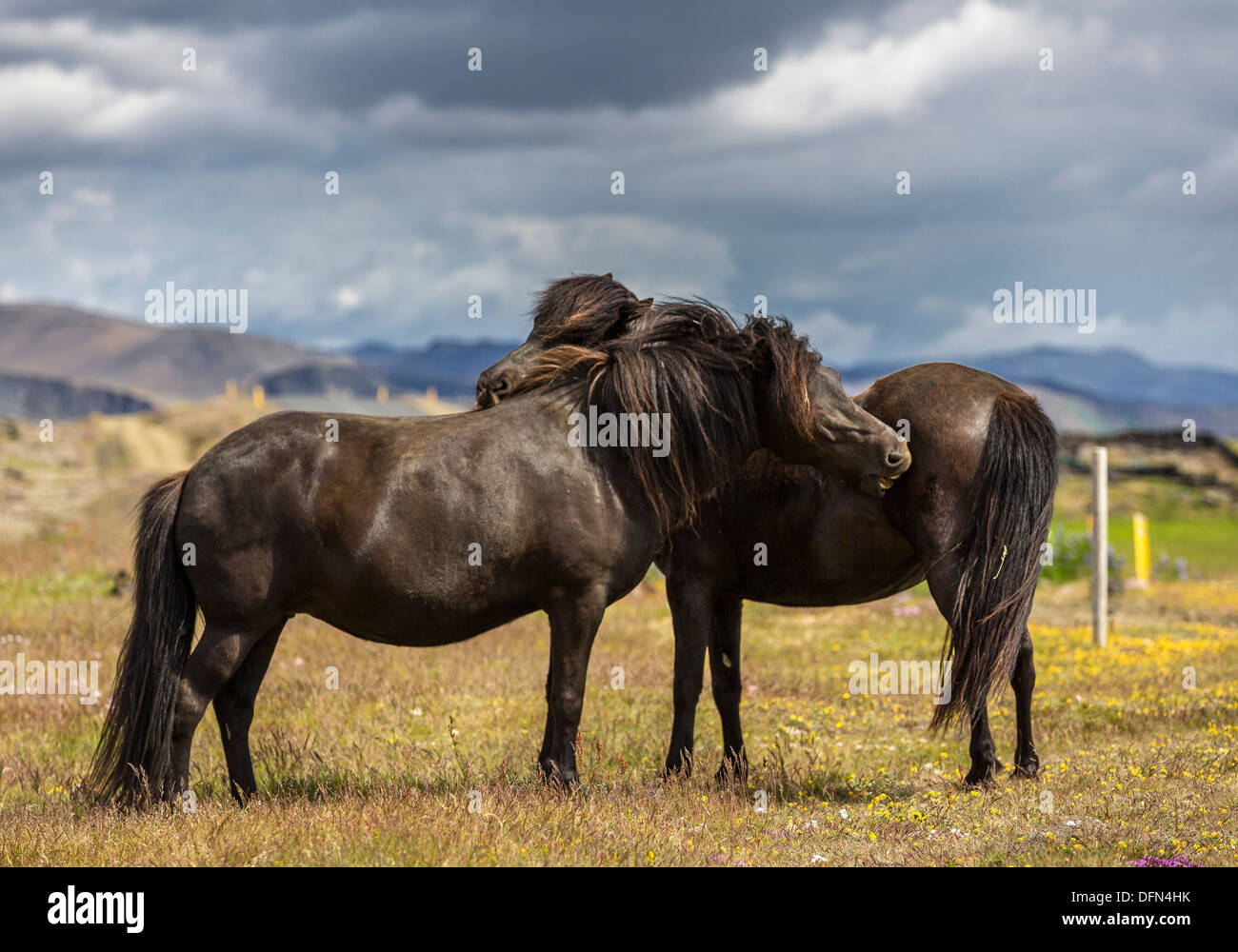 Islandese cavalli di razza, Islanda Foto Stock