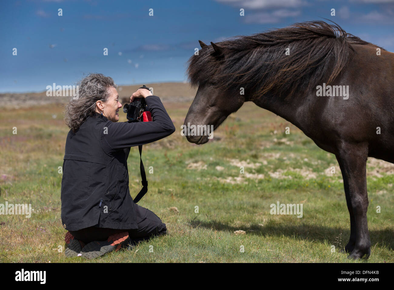 Fotografo e Cavallo islandese, Islanda Islanda mare di razza. Foto Stock