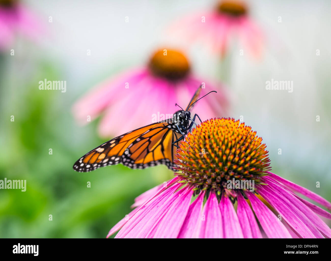 Farfalla monarca (Danaus plexippus) alimentazione su Purple Coneflower nettare, Winnipeg, Manitoba, Canada Foto Stock