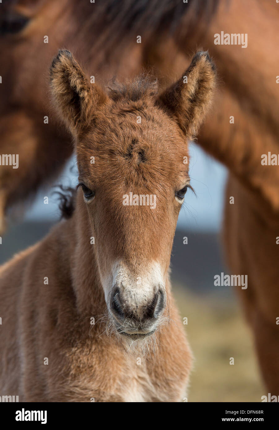 Mare e puledro neonato, Islanda. Foto Stock