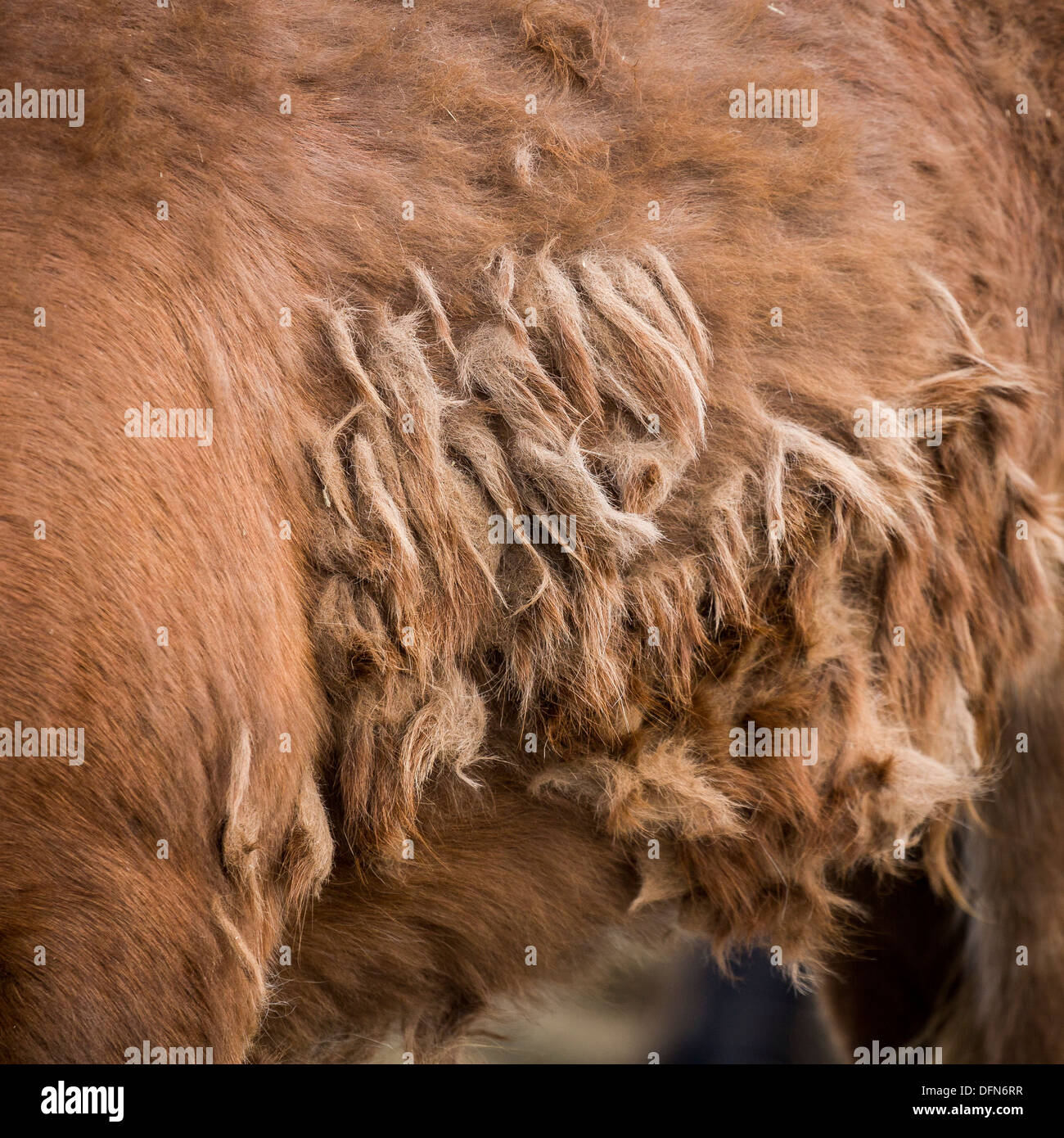 Cappotto invernale del cavallo islandese, Islanda Foto Stock