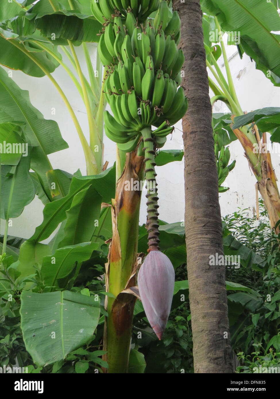 BANANA che mostra la frutta con l'infiorescenza (fiore) appeso al di sotto. Foto Tony Gale Foto Stock