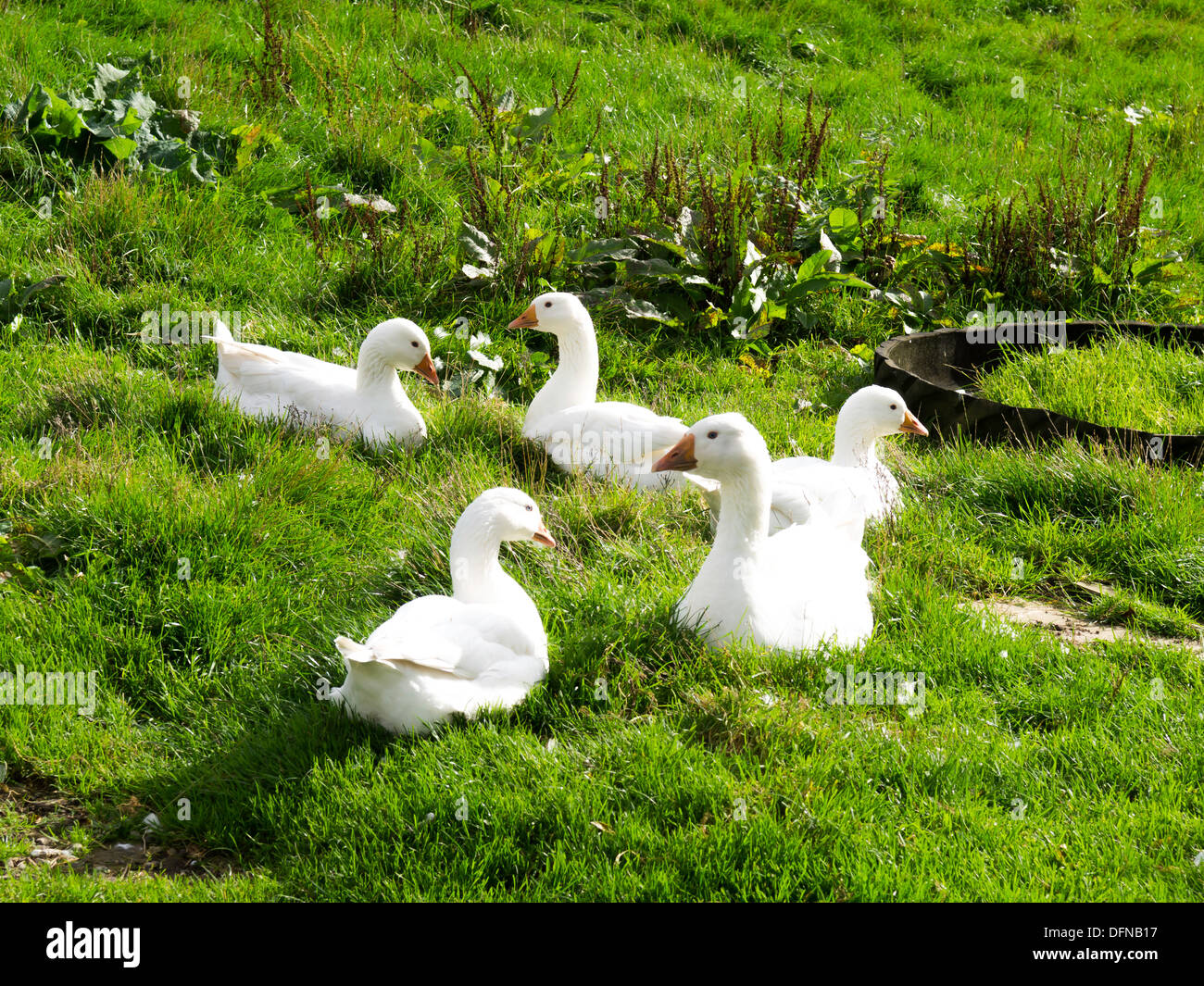 Bianco cortile interno anatre in appoggio sull'erba Foto Stock