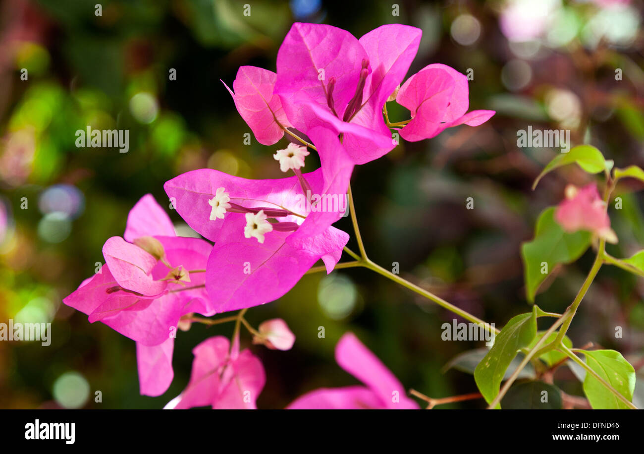 Fiori Bourgainvillea Lindos Rodi isole Greche - Grecia Foto Stock