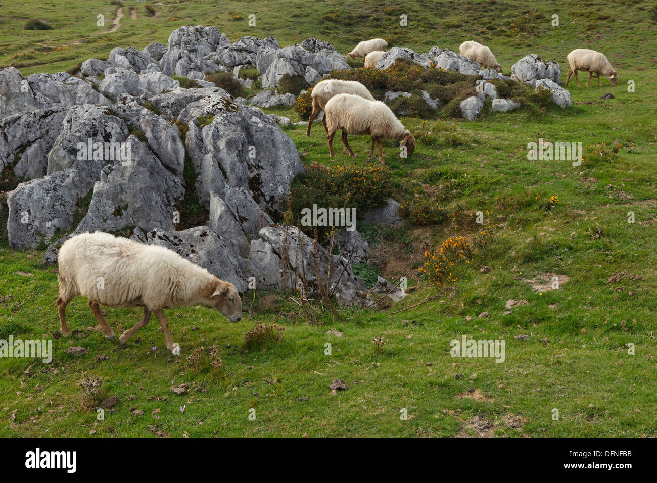 Pecora su un alpeggio, Las Majadas Boblas, western Picos de Europa, Parque Nacional de los Picos de Europa, Picos de Europ Foto Stock