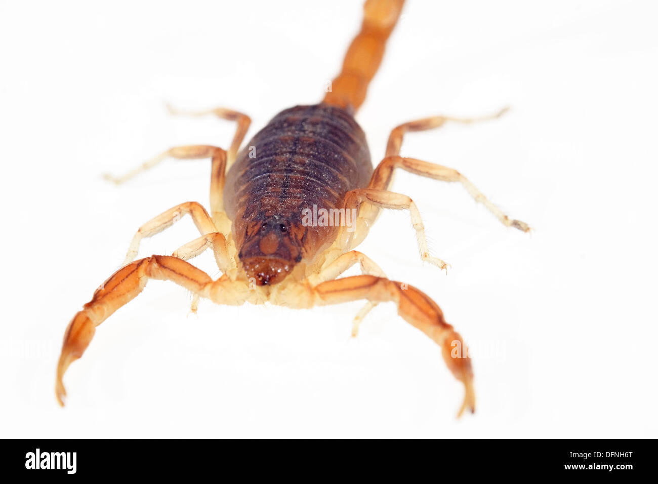 Scorpion isolato su bianco europeo giovanile di piccole dimensioni Foto Stock