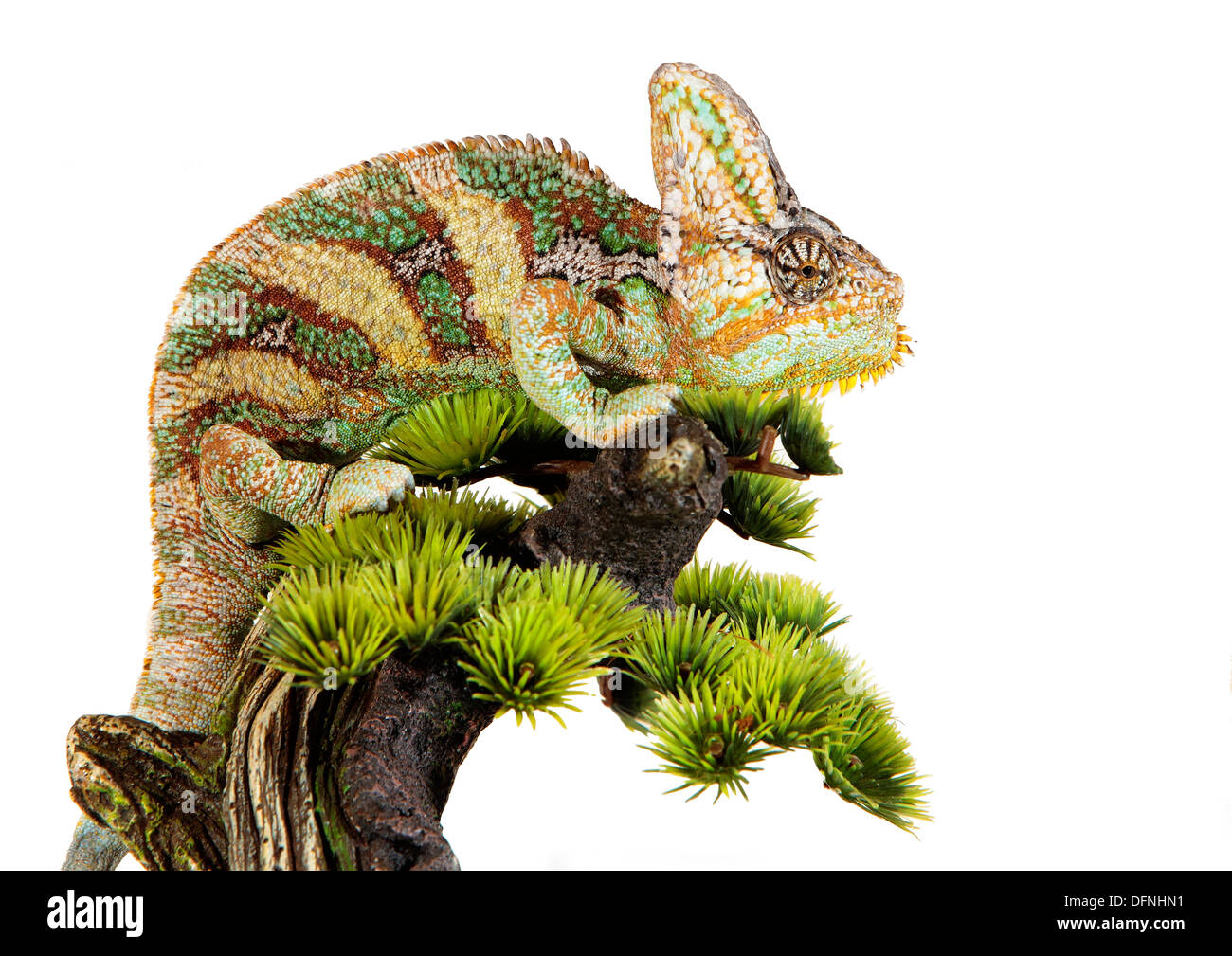 Yemen chameleon in un host di artificiale sfondo bianco Foto Stock