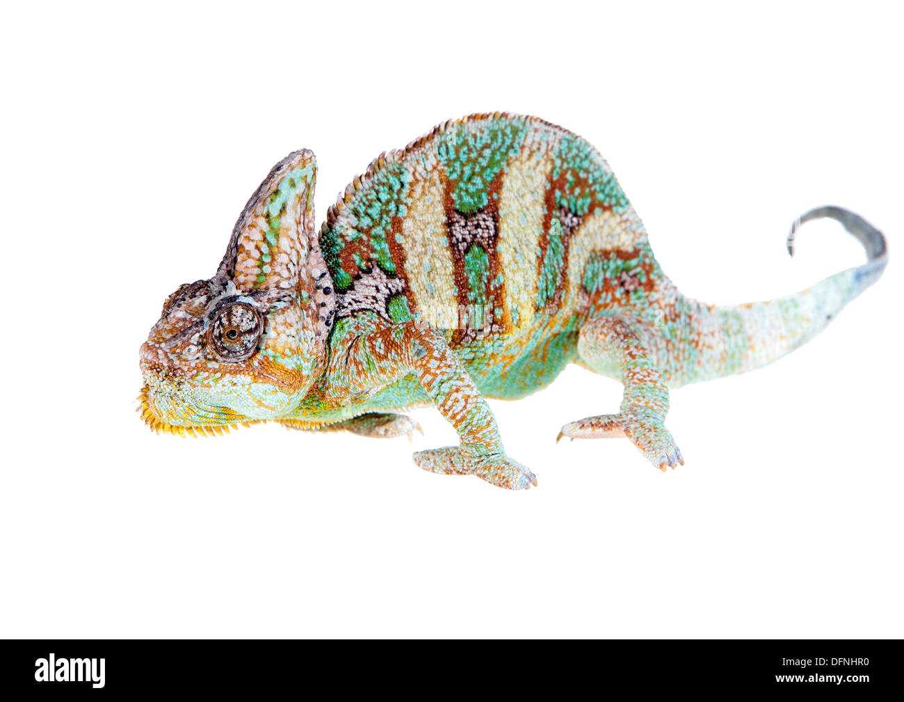 Yemen chameleon in un host di artificiale sfondo bianco Foto Stock