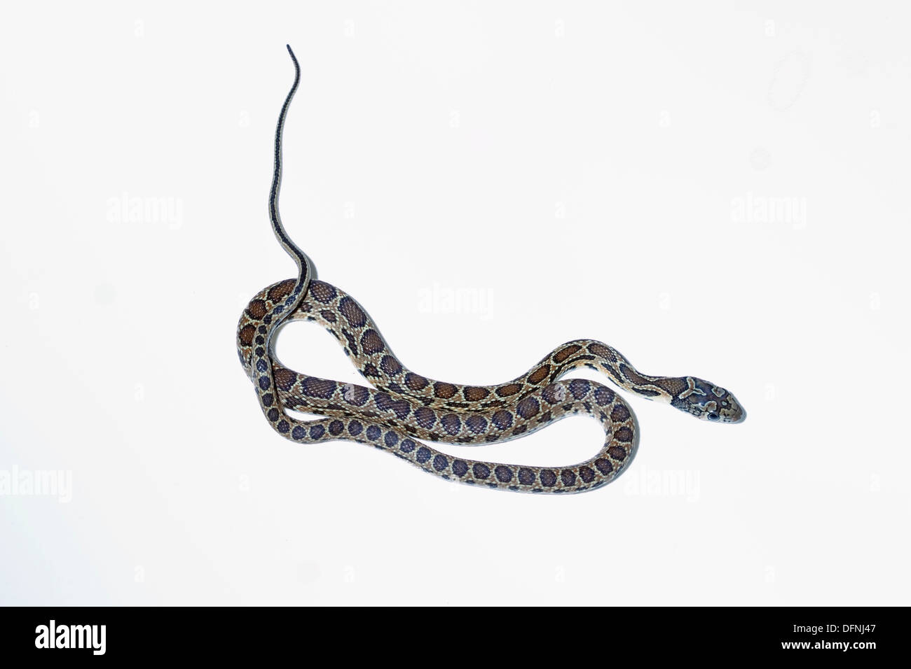 Il ferro di cavallo serpente isolato su sfondo bianco Foto Stock