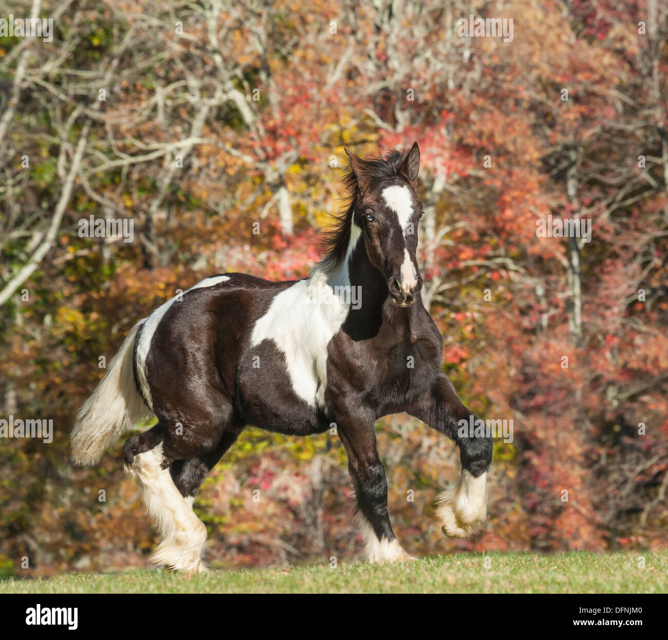 Gypsy Vanner cavallo weanling Foto Stock