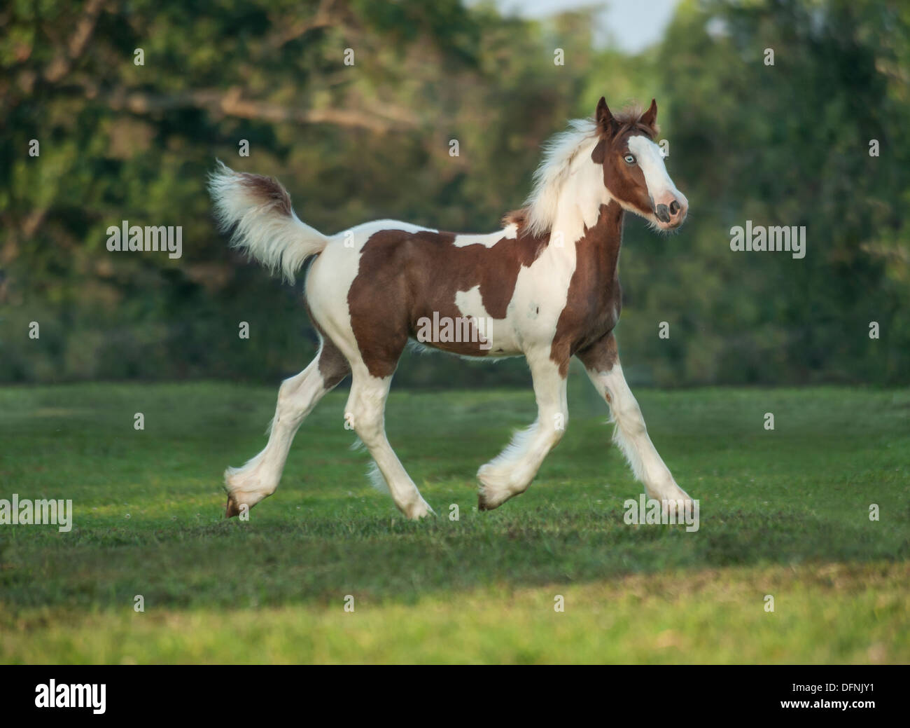 Gypsy Vanner cavallo puledra puledro trot Foto Stock