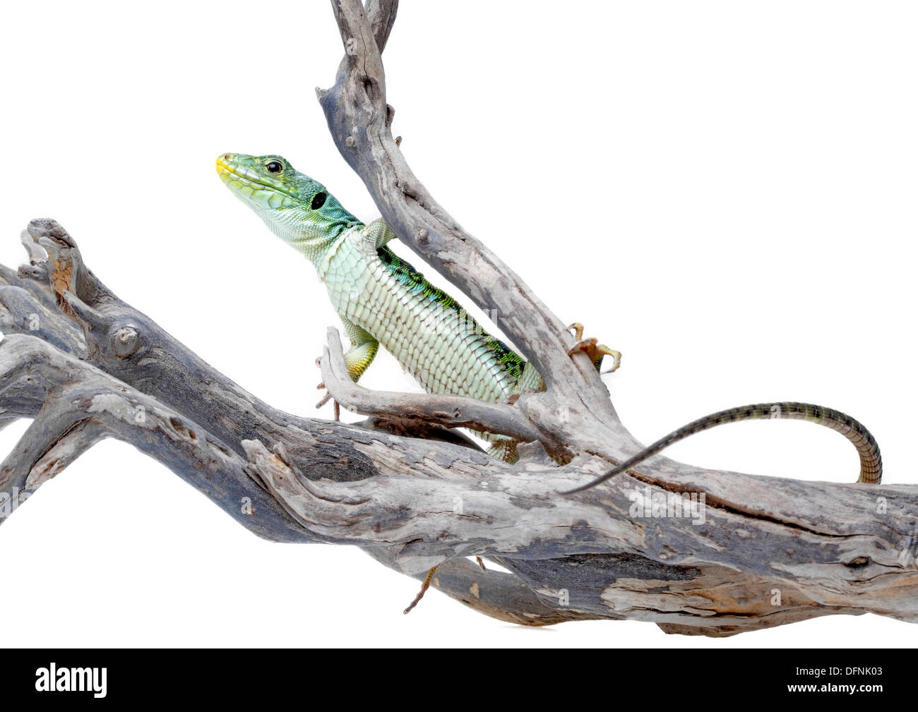 Ocellated lizard isolati su sfondo bianco Foto Stock